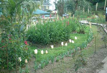 マカイバリ茶園の庭